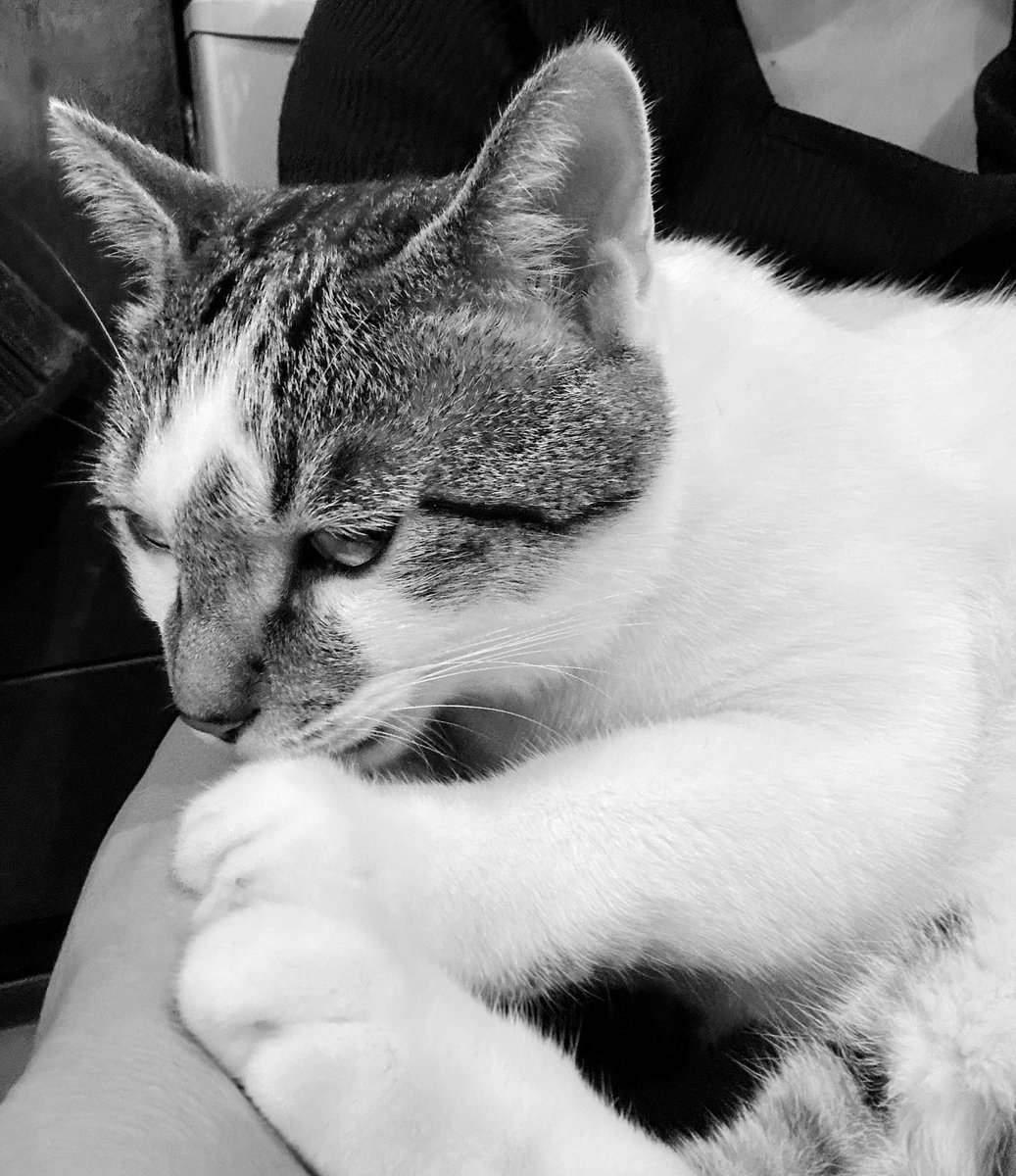 にゃんこストーリー