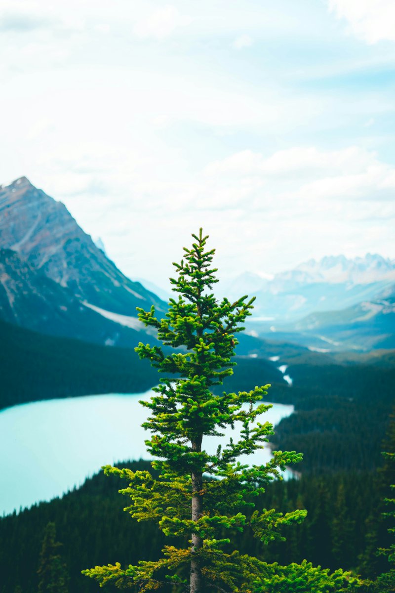 CalibreTest tweet media