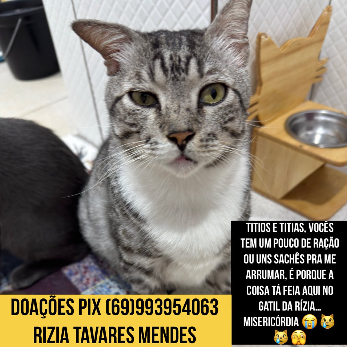 Bom dia Amicats do Salomão 😻