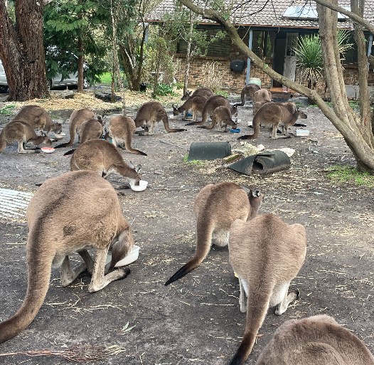 pennysdad2's tweet image. Some of Kanga&apos;s Kangas. 😊
Dinner time. Each has their own bowl. 🥰
[Courtesy: @Kangarooei]