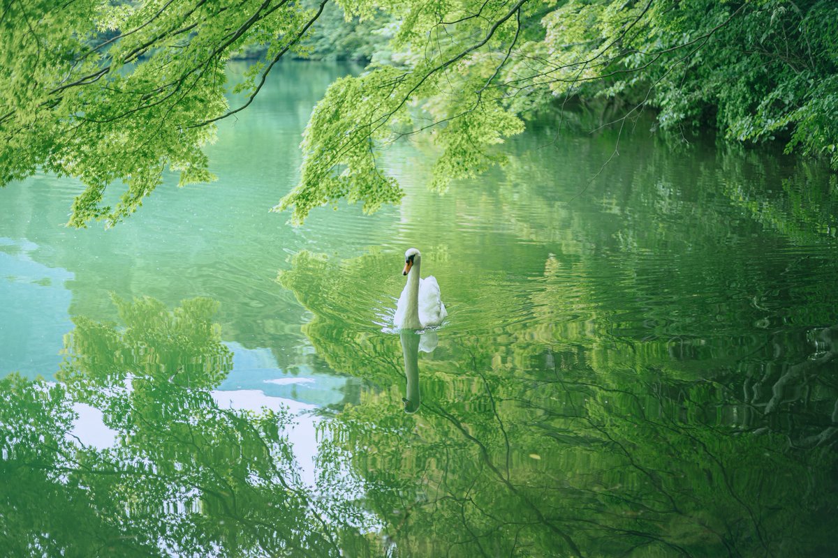 eau849's tweet image. 久しぶりに会いに行った🦢🌿
元気そうで良かったなあ

とても涼しくて肌寒いくらいでした。