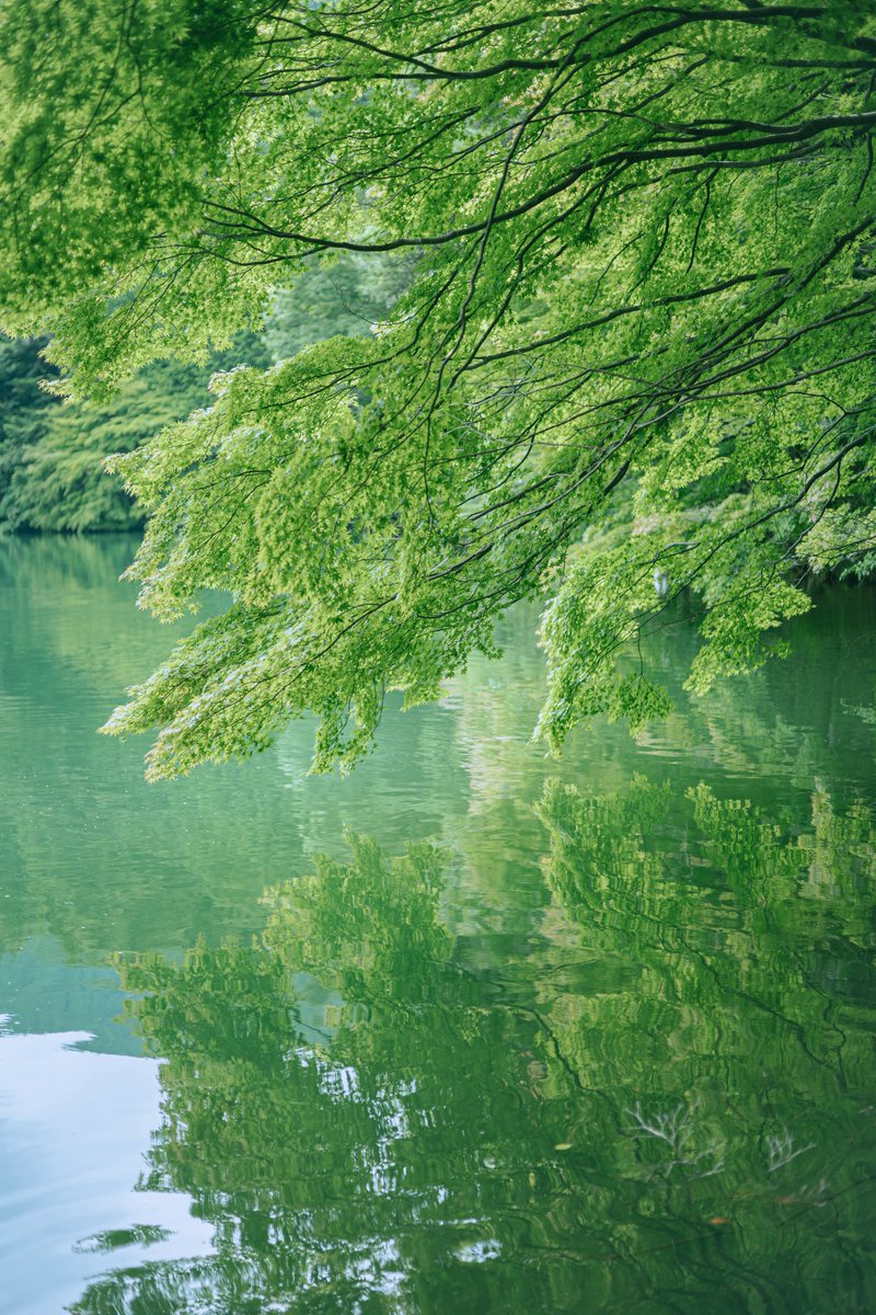 eau849's tweet image. 久しぶりに会いに行った🦢🌿
元気そうで良かったなあ

とても涼しくて肌寒いくらいでした。