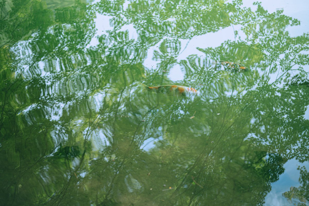 eau849's tweet image. 久しぶりに会いに行った🦢🌿
元気そうで良かったなあ

とても涼しくて肌寒いくらいでした。
