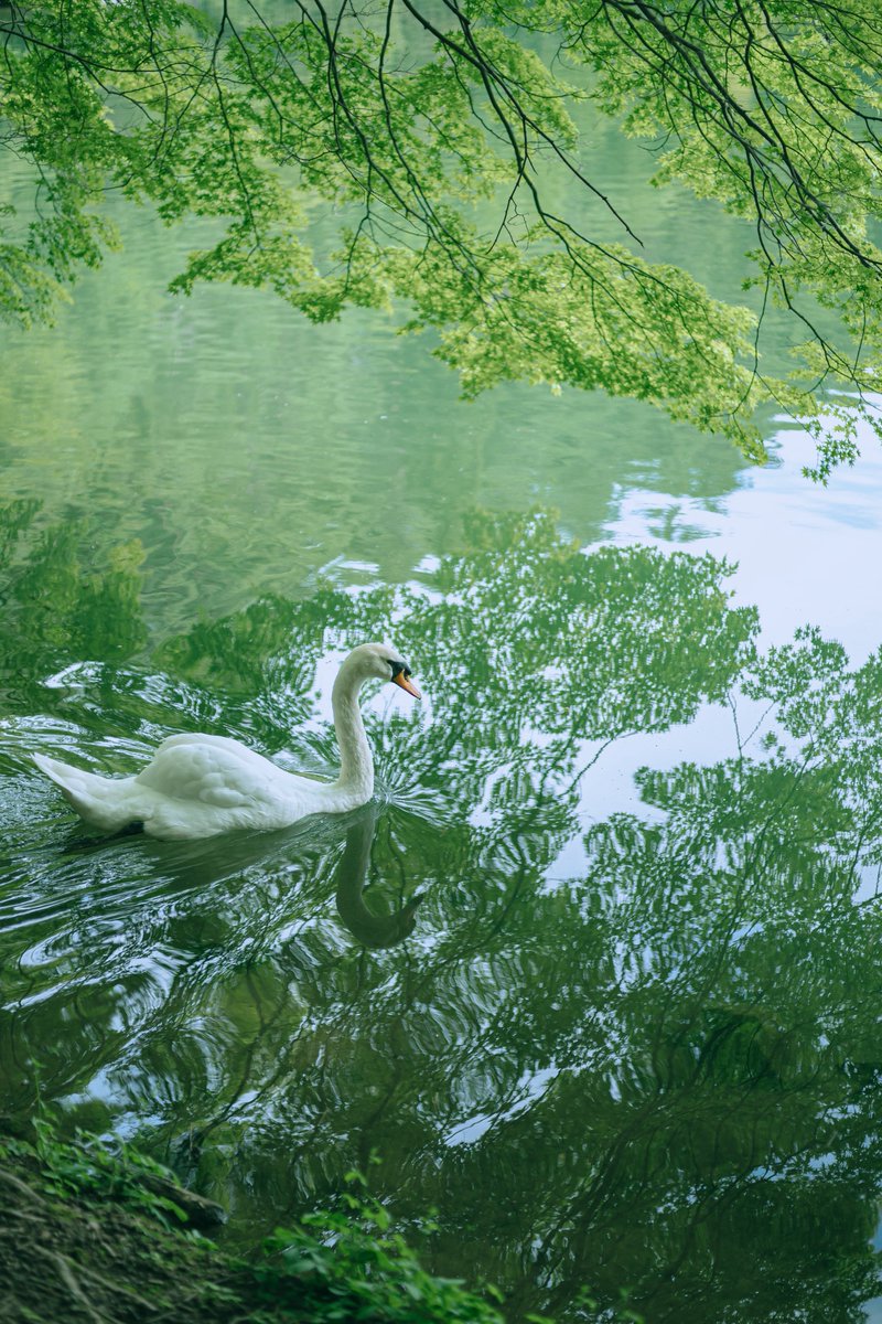 eau849's tweet image. 久しぶりに会いに行った🦢🌿
元気そうで良かったなあ

とても涼しくて肌寒いくらいでした。