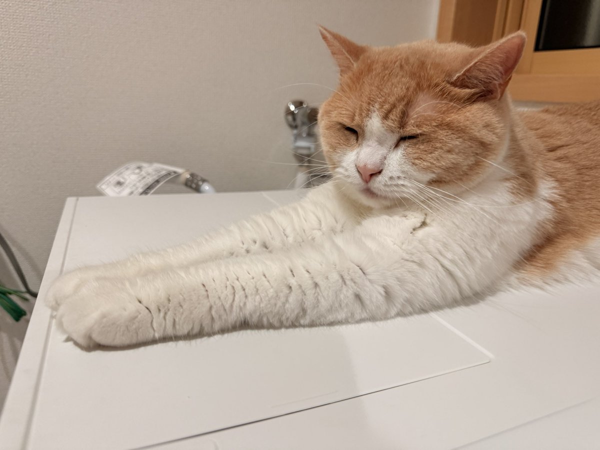 こんな時間でも我が家の採寸士は仕事してる