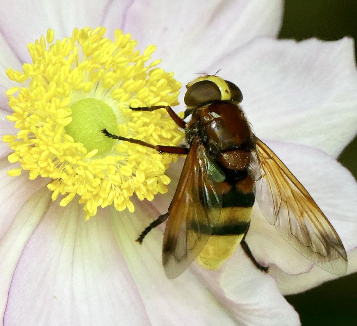 riversideros's tweet image. Minor panic I saw this, as an Asian one was found a few yards away last year. The camera useful &amp;amp; caught this rather beautiful hoverfly.