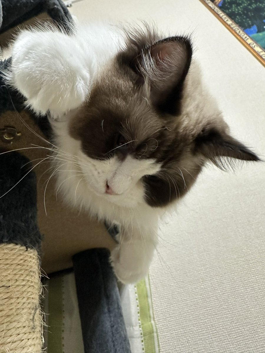 ぶらんぶらーん🐱✨