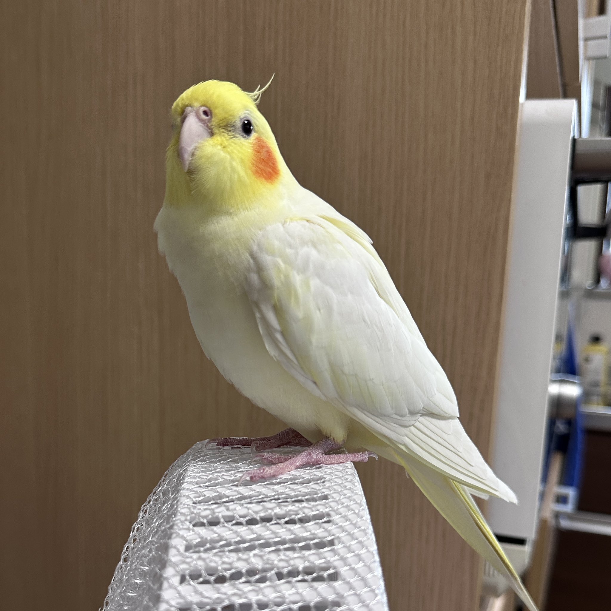 オカメインコ ベニちゃ🐥 on X: 
