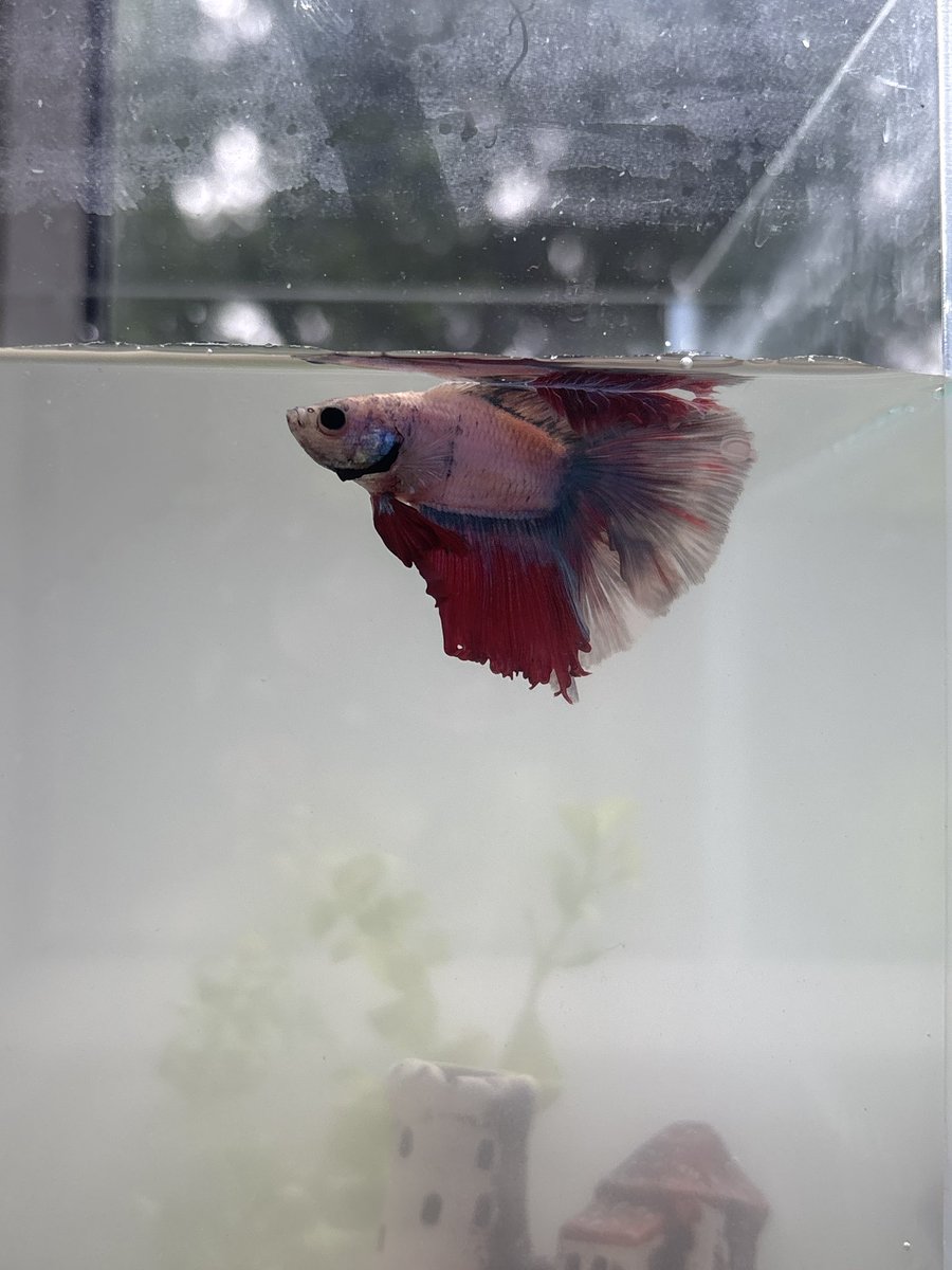 till_fanpage's tweet image. i randomly got a fish his name is Mike be nice to him