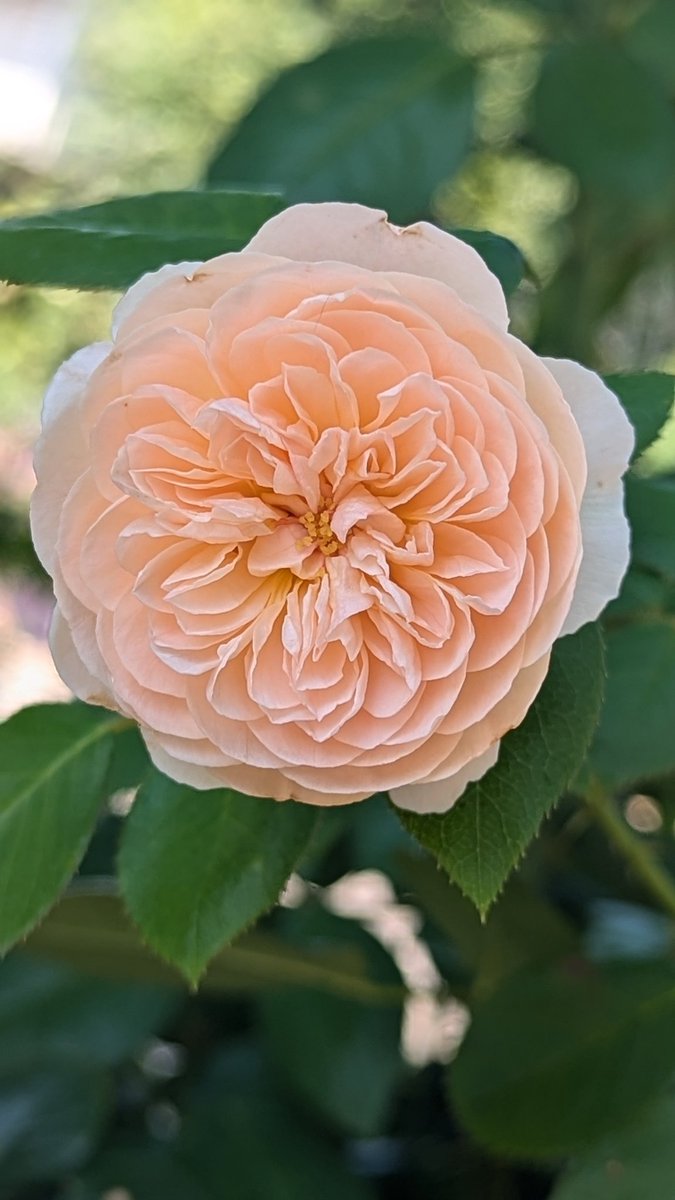 Ekh5Y55rvYFHbgc's tweet image. モミジ🌳の下で、少し涼しそうに咲いています😊
アーチのつるバラの大暴走は止まりません🤣
今日も紐でくくりつけました😅🌹🌹🌹
#ジュールヴェルヌ