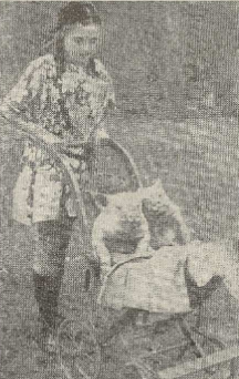 "Labi audzināti sivēni, kurus vadā bērnu ratiņos."

/Atpūta, 19.12.1924