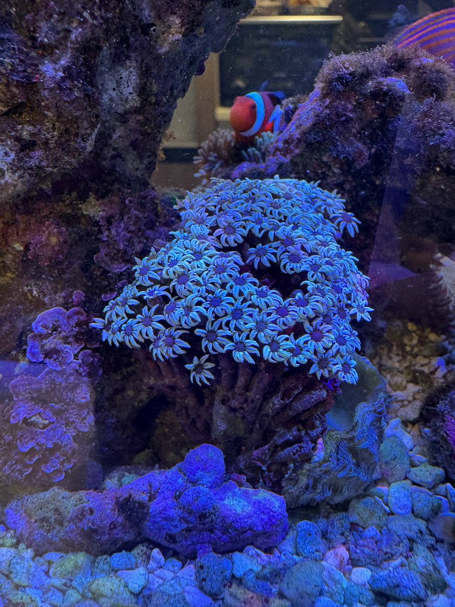 KeniTimes's tweet image. ヤドカリにちょっかいかけられまくってRTN発症、ウスコモン以外全滅して激萎えしてた小型サンゴ水槽にクダサンゴを入れた(ヤドカリ移動済)
お花畑みたいでかわいい〜