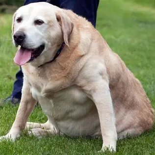 STUDY: Half Of Dogs In USA Are Overweight...