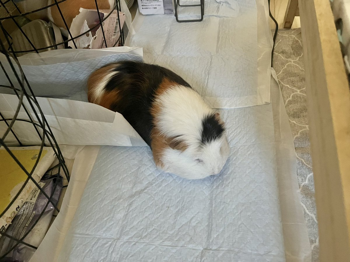 pitan201908's tweet image. ナメクジ度99%