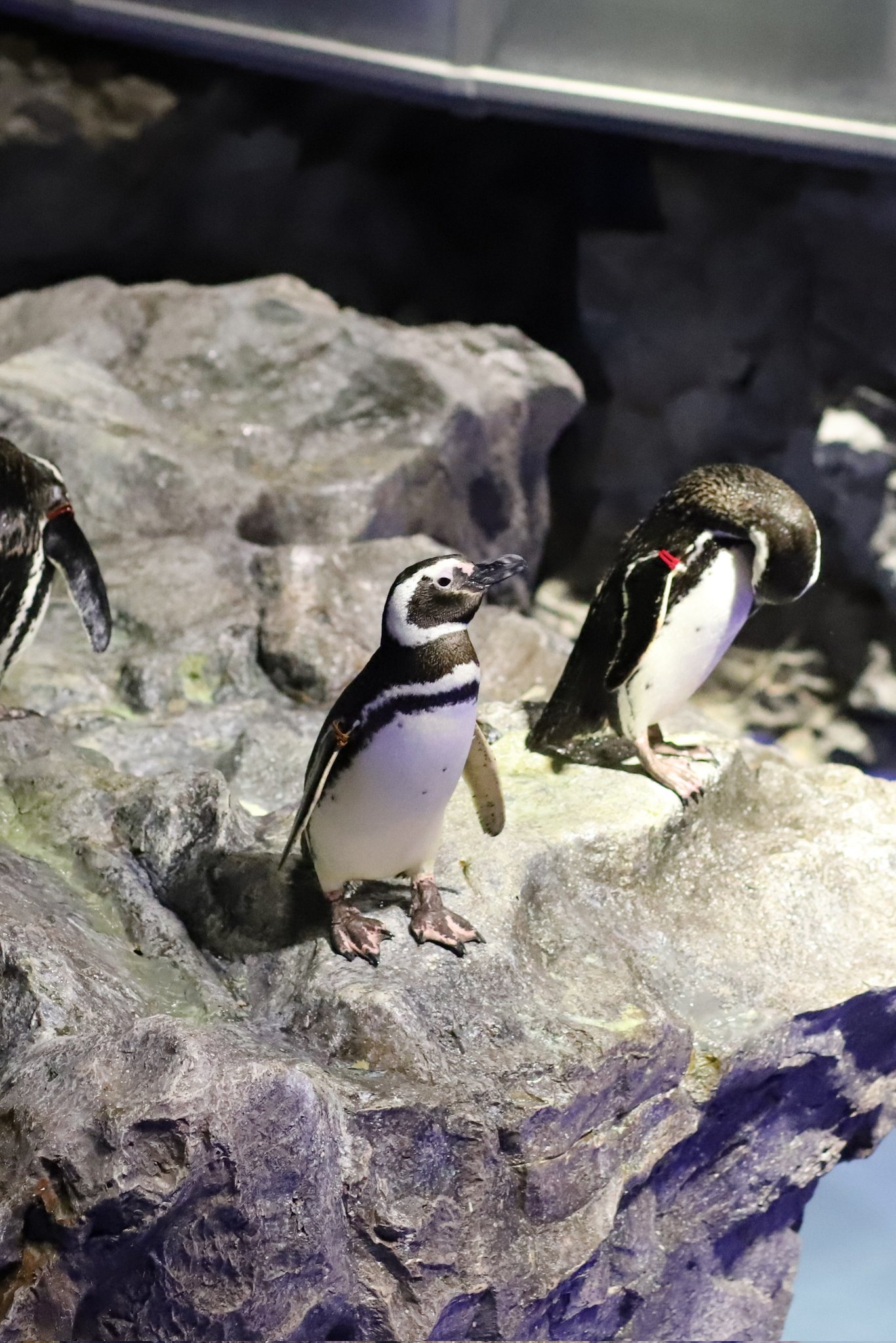 実物写真❤️ミオハルタカ好き❤️ ペンギンピアス 実物写真❤️ミオハルタカ好き❤️ ペンギンピアス - メルカリ
