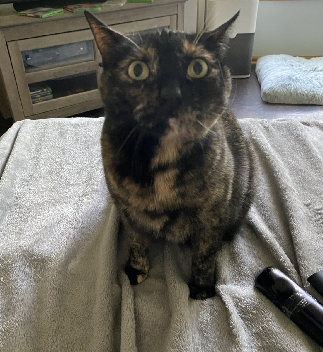 fhardcat's tweet image. She just watched up in smoke