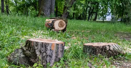 Préservation des sols forestiers : le gouvernement lance son plan d’action <a href="/localtis/">Localtis</a> 

banquedesterritoires.fr/preservation-d… banquedesterritoires.fr/preservation-d…