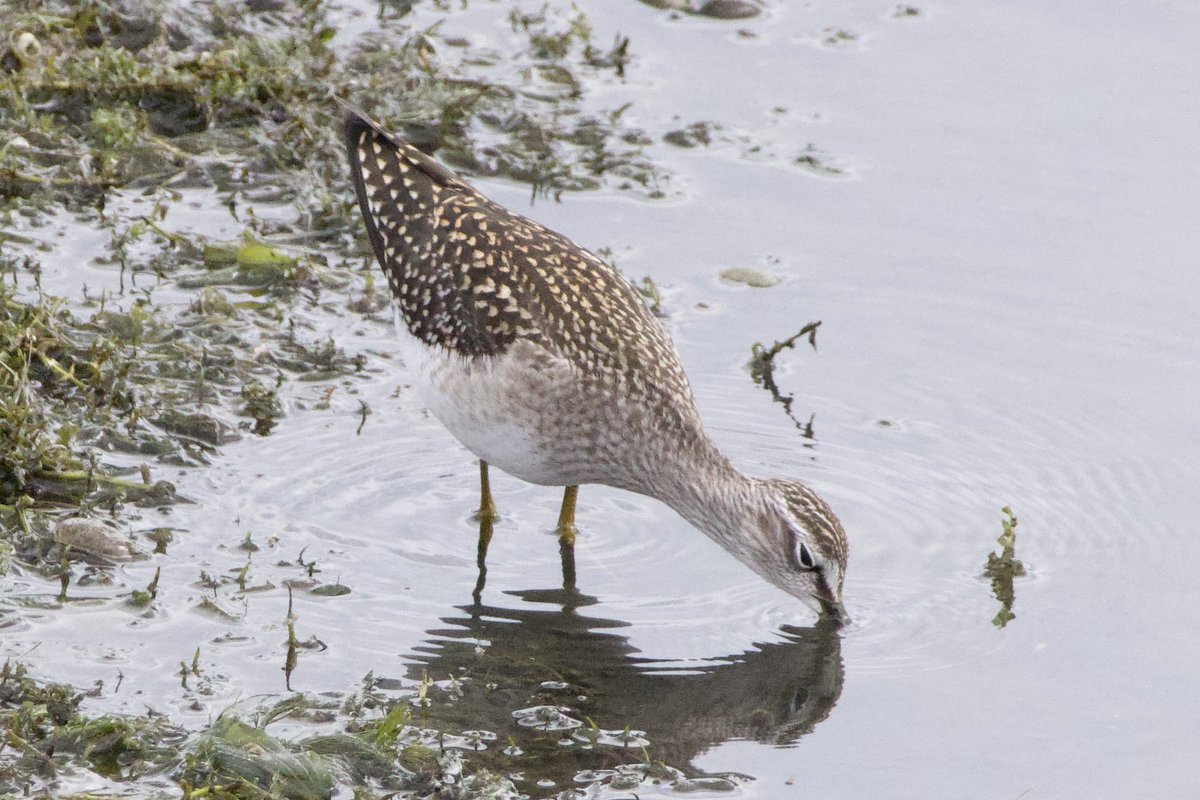 Glen Moore tweet media