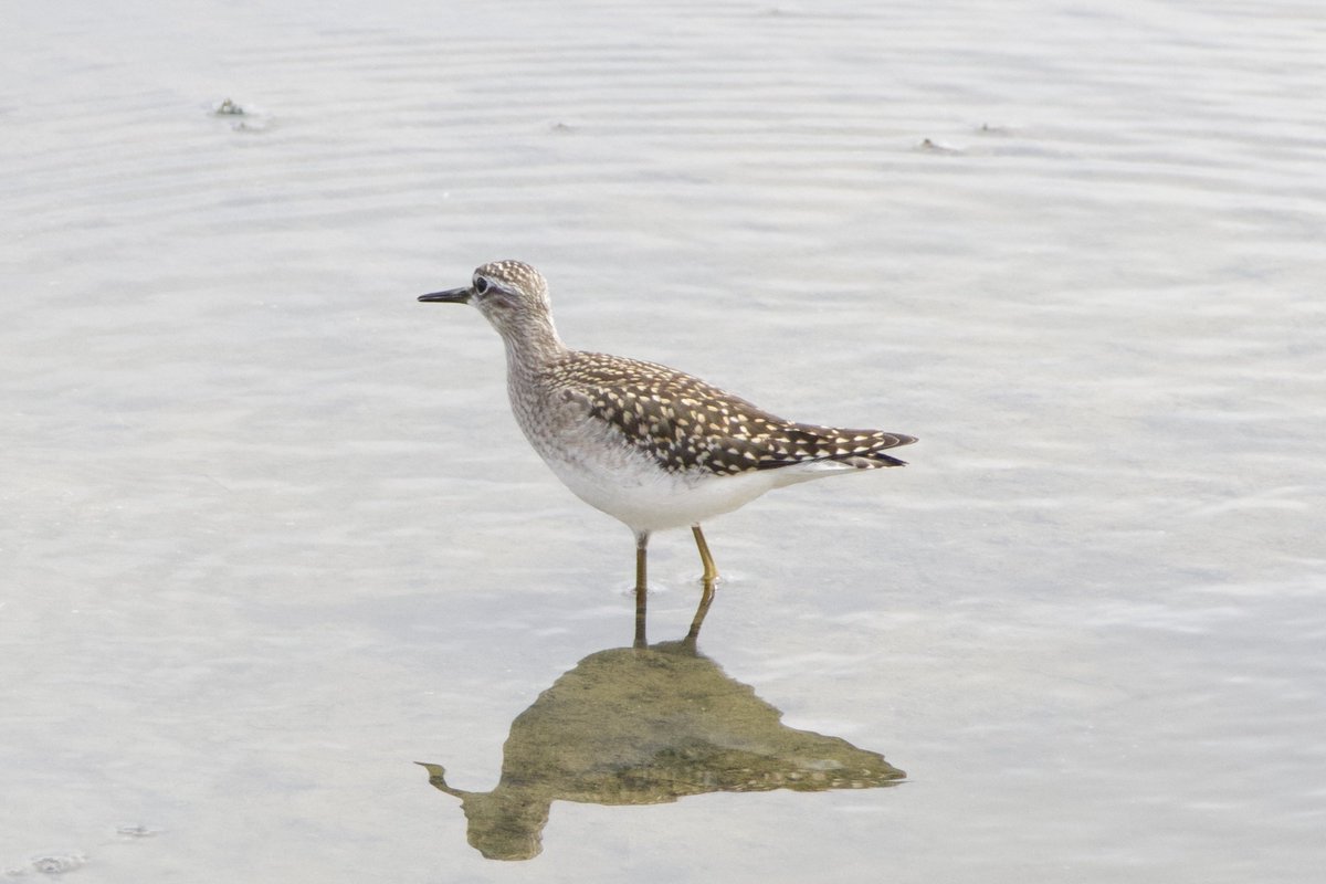 Wood Sand showed well at Abberton this morning.