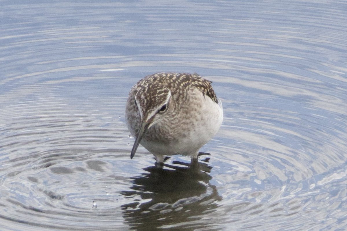 Glen Moore tweet media