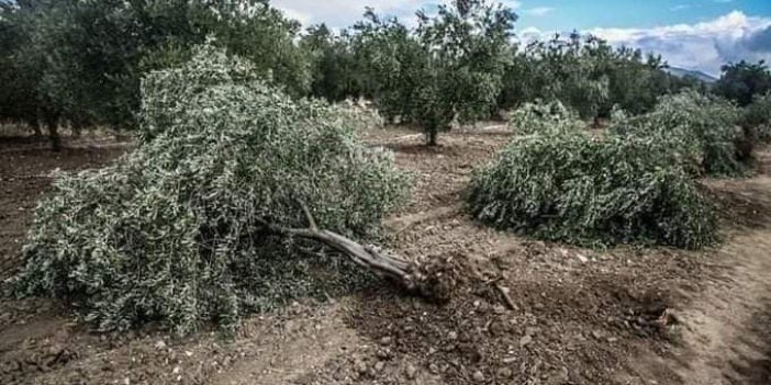 SaldaDernek's tweet photo. 1 ton zeytinyağı: 5.000 dolar
1 ton mermer: 500 dolar
Ama zeytin ağaçları kesilip mermer ocağı açılıyor.

Zeytin sadece ürün değil, kültürdür, geçimdir, hayattır.

#ZeytinimeDokunma
#MadenYasasınıGeriÇek https://t.co/4CGy77akDA