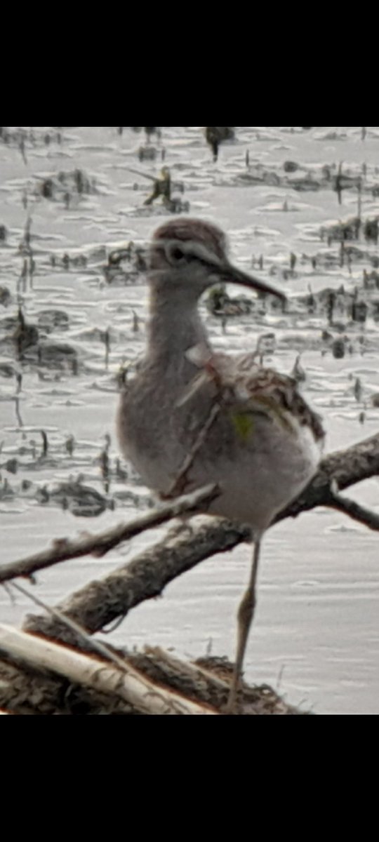 If finally gave itself up found by <a href="/simonpatient1/">Simon Patient</a> a cracking fresh juvenile wood sandpiper at Abberton LDLH NE corner 
 <a href="/BirdGuides/">BirdGuides</a>  @EssexBir