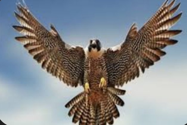 AbdullahZ99's tweet image. ياحظ من هو مثل هذا الطائر ، كلما ضاقت به الأرض حلّق في السماء ، وابتعد عن أهل القلوب السوداء والمنافقين!