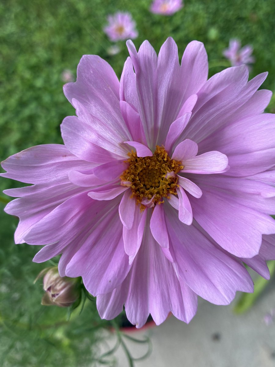 I grow beautiful things! All from seed of course! 1st is my Black Magic Cosmo, 2nd- chocolate dianthus, 3rd Dahlia Unwins mix, 4th Double Dutch Cosmo 💜