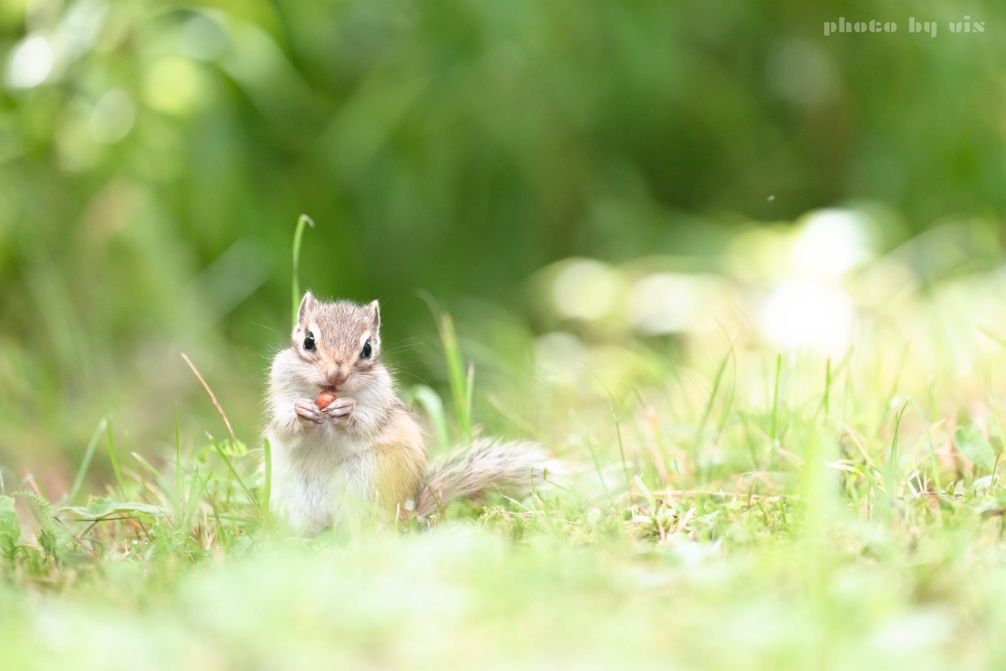 【まつ さま】vintage squirrel ❀ ふわふわしっぽの 仔リスさん まつ さま】vintage squirrel ❀ ふわふわしっぽの 仔リスさん