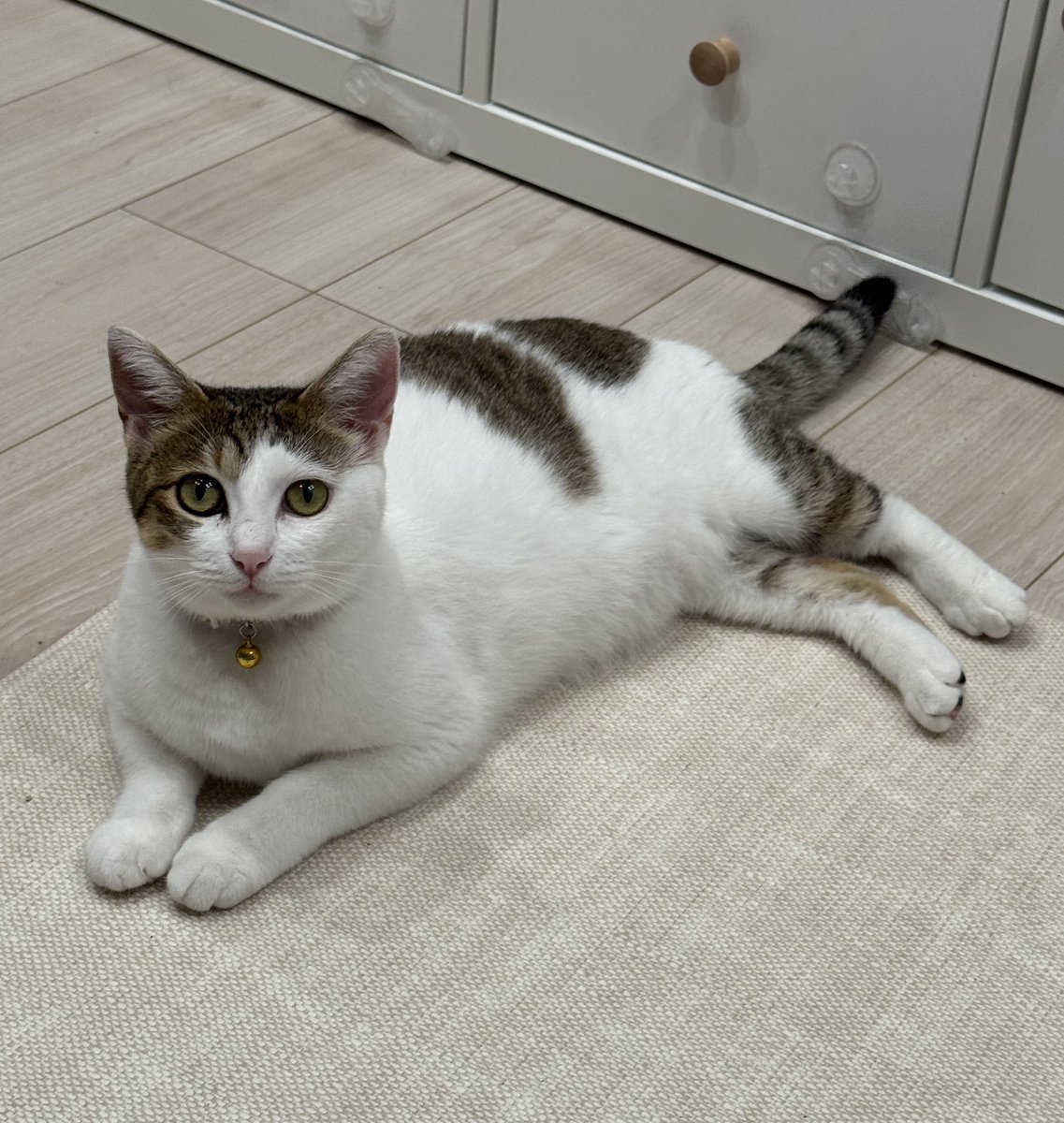 matsutake_cat's tweet image. 野良から家猫になって9ヶ月、出会った頃よりも表情が穏やかになった すきやき
←保護直後　　　　　現在→