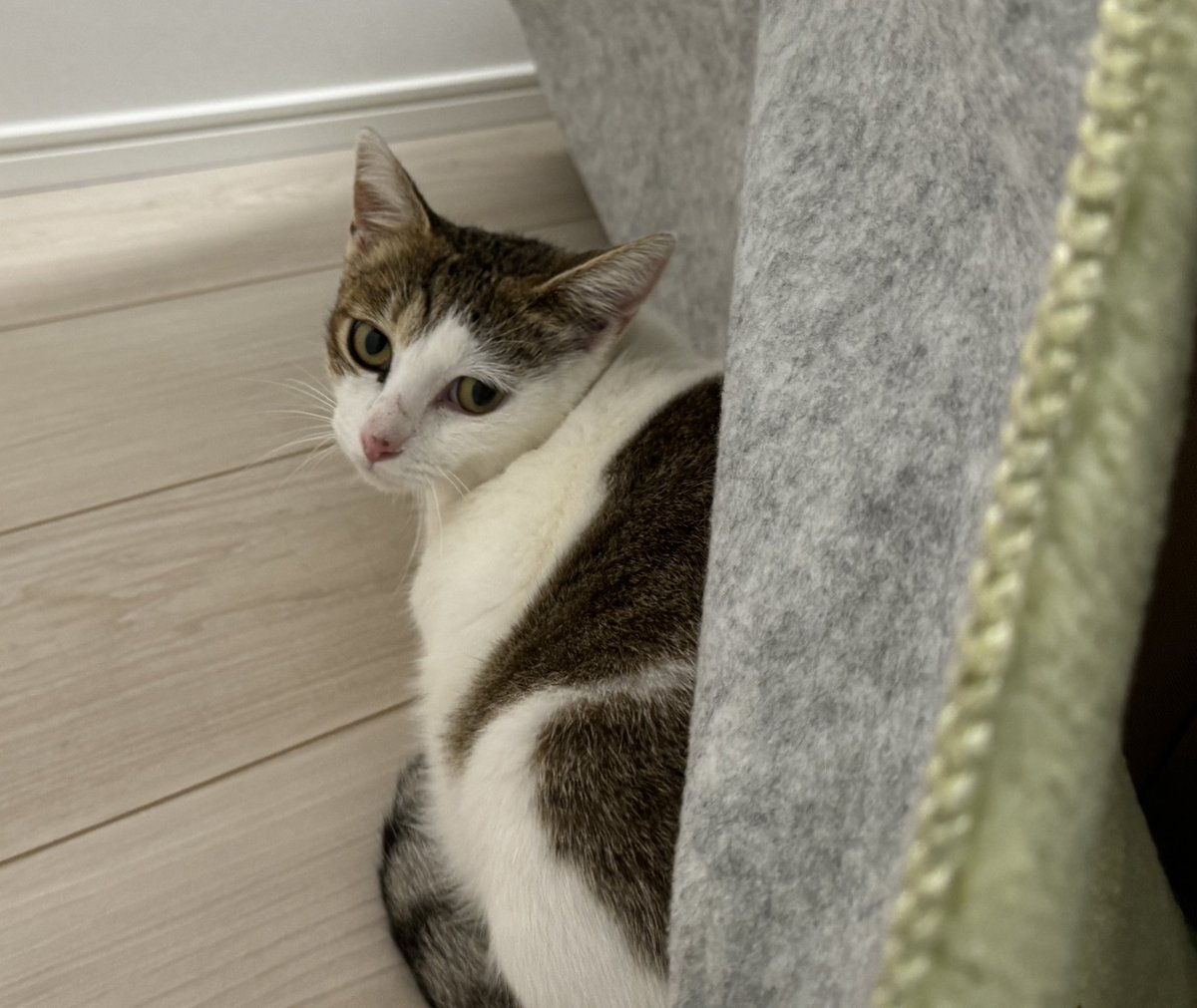 matsutake_cat's tweet image. 野良から家猫になって9ヶ月、出会った頃よりも表情が穏やかになった すきやき
←保護直後　　　　　現在→