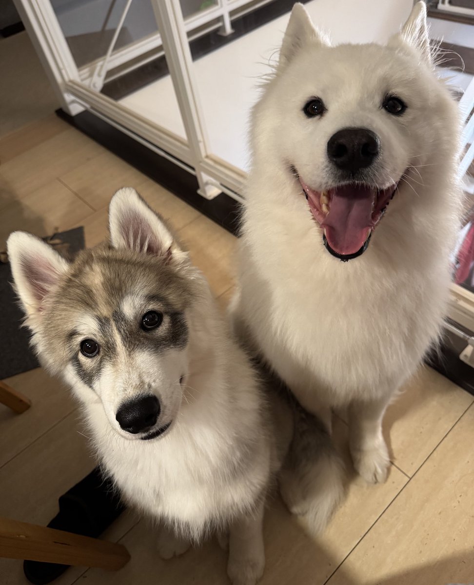 snowski1008's tweet image. デザート待ち
キュル目のプロ🐻‍❄️と見習い🐰
まだプロには敵いませんな🤣