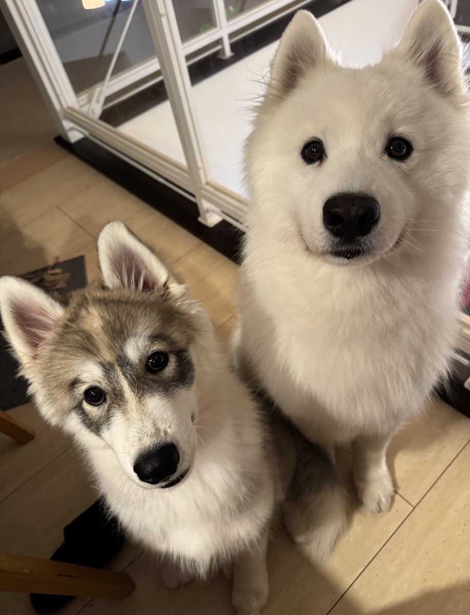 snowski1008's tweet image. デザート待ち
キュル目のプロ🐻‍❄️と見習い🐰
まだプロには敵いませんな🤣
