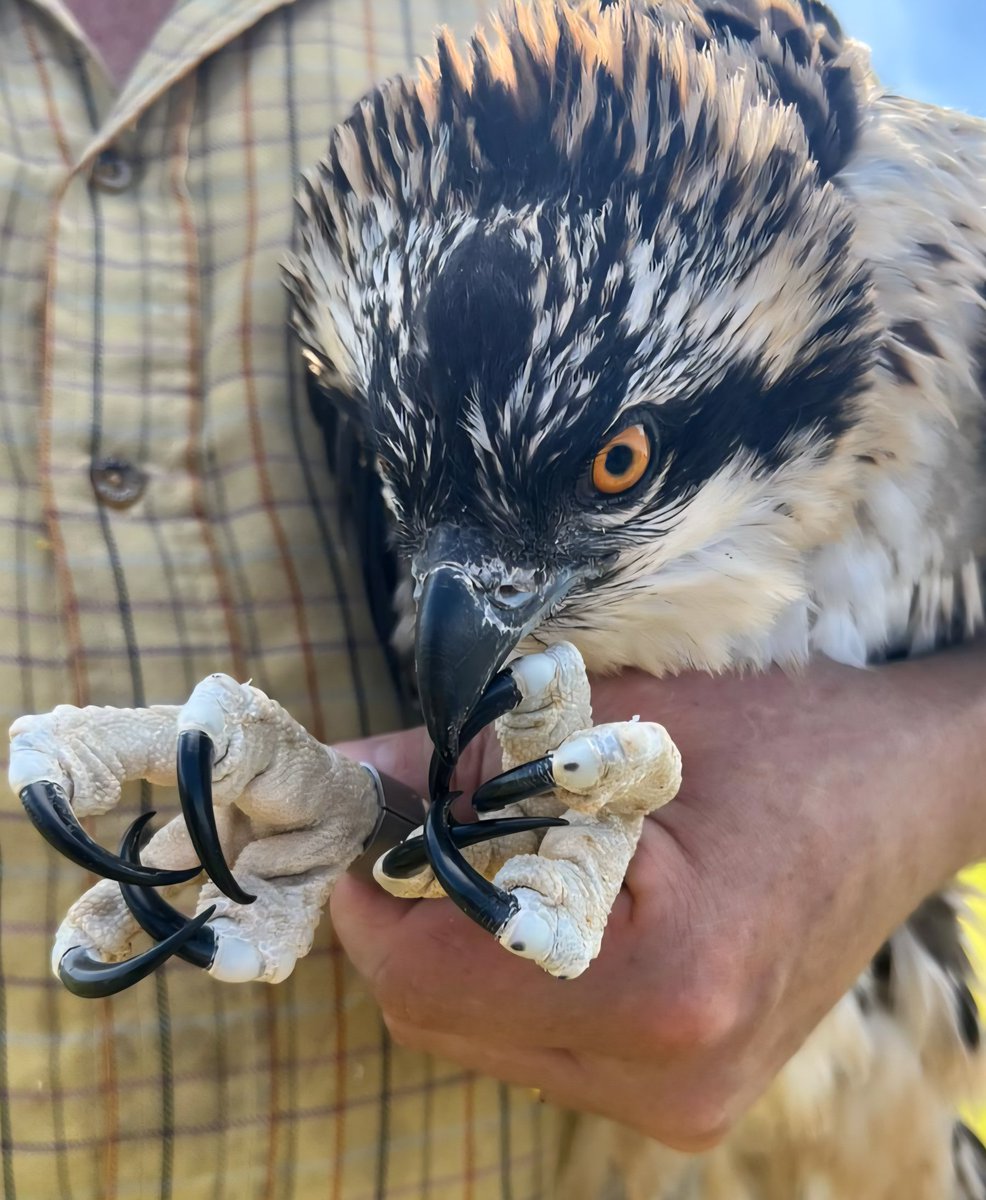 RingersWm's tweet image. Some more brilliant news from the region!  We have successfully ringed three more Osprey chicks, meet 4R3, 4R4, &amp;amp; 4R5. This is the 3rd year the adults have been successful with all 3 birds fledging. Let&apos;s hope we see them back in 2027!! Those talons!!