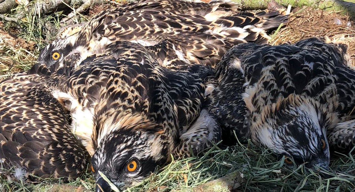 RingersWm's tweet image. Some more brilliant news from the region!  We have successfully ringed three more Osprey chicks, meet 4R3, 4R4, &amp;amp; 4R5. This is the 3rd year the adults have been successful with all 3 birds fledging. Let&apos;s hope we see them back in 2027!! Those talons!!
