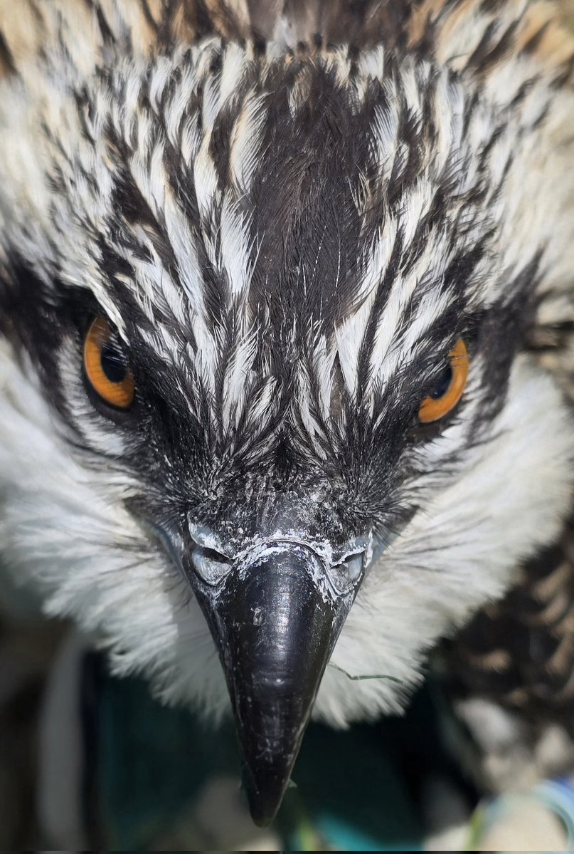 RingersWm's tweet image. Some more brilliant news from the region!  We have successfully ringed three more Osprey chicks, meet 4R3, 4R4, &amp;amp; 4R5. This is the 3rd year the adults have been successful with all 3 birds fledging. Let&apos;s hope we see them back in 2027!! Those talons!!