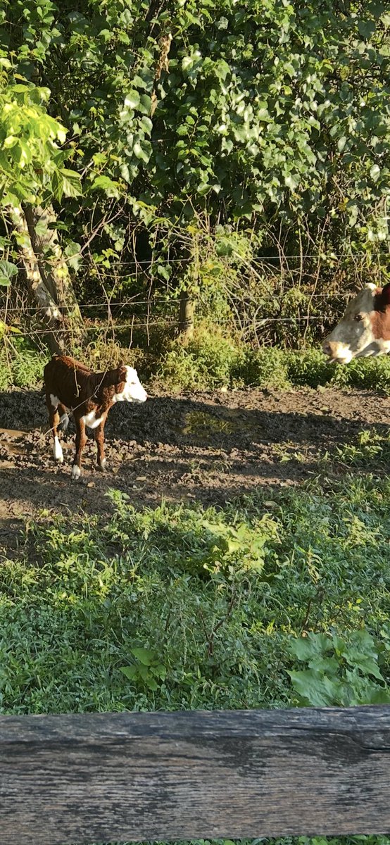 Fall calf came early