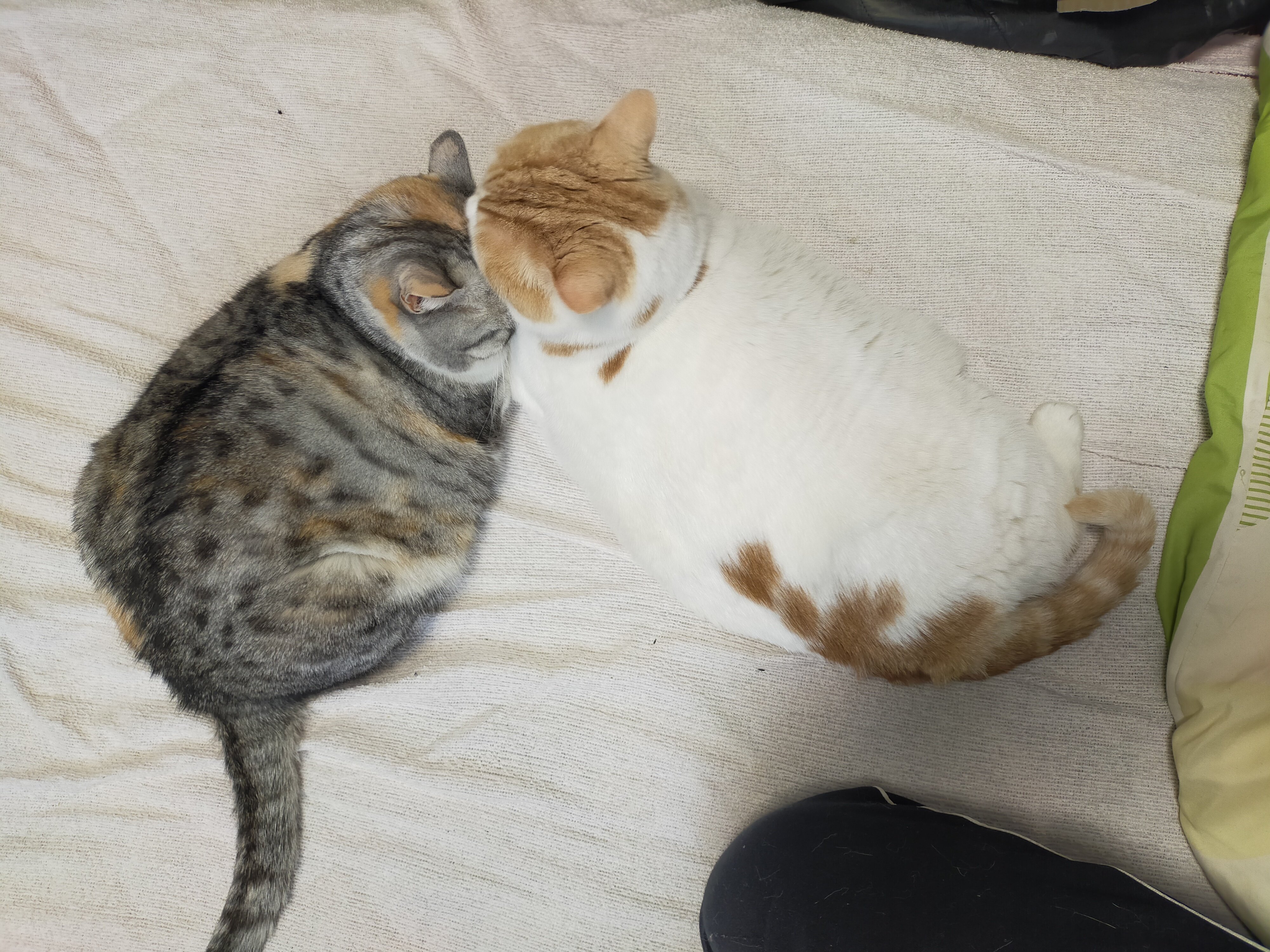 まさまさ(猫) on X: 