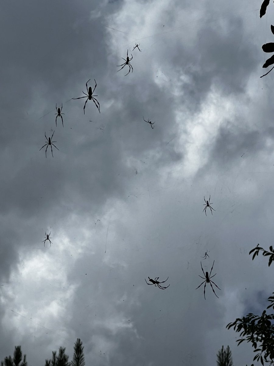 Riding or ATV to a nice trail. A huge banana spider web blocked us to the first entrance. 
My husband got out and about to knock the web down so we could go through. 
Then he looked up. 
It was not just one or two spiders! 
He counted 22. 
As he was counting (cause that is what