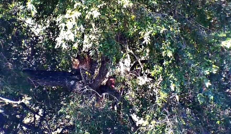 elize_roets's tweet image. Tshipondo still enjoying their meal in the tree at Djuma Gowrie Dam  #Wildearth