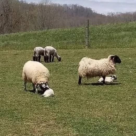 Thread 🧵 

1) Last night was heavy. One of the ewes gave birth, but her lamb was stillborn. We tried everything, but it was no use. When we took the little one away, the mother cried through the night, pacing and calling for a baby that would never answer.

This morning,