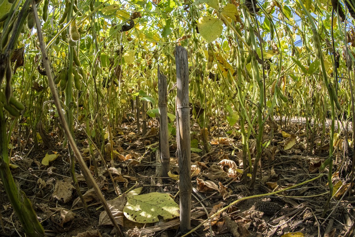 USDA_NRCS's tweet image. Rotating crops and increasing the biodiversity in your fields can help prevent disease and pest problems. Using cover crops and increasing diversity within crop rotations improves soil health and soil function, reduces costs, and increases profitability. nrcs.usda.gov/conservation-b…