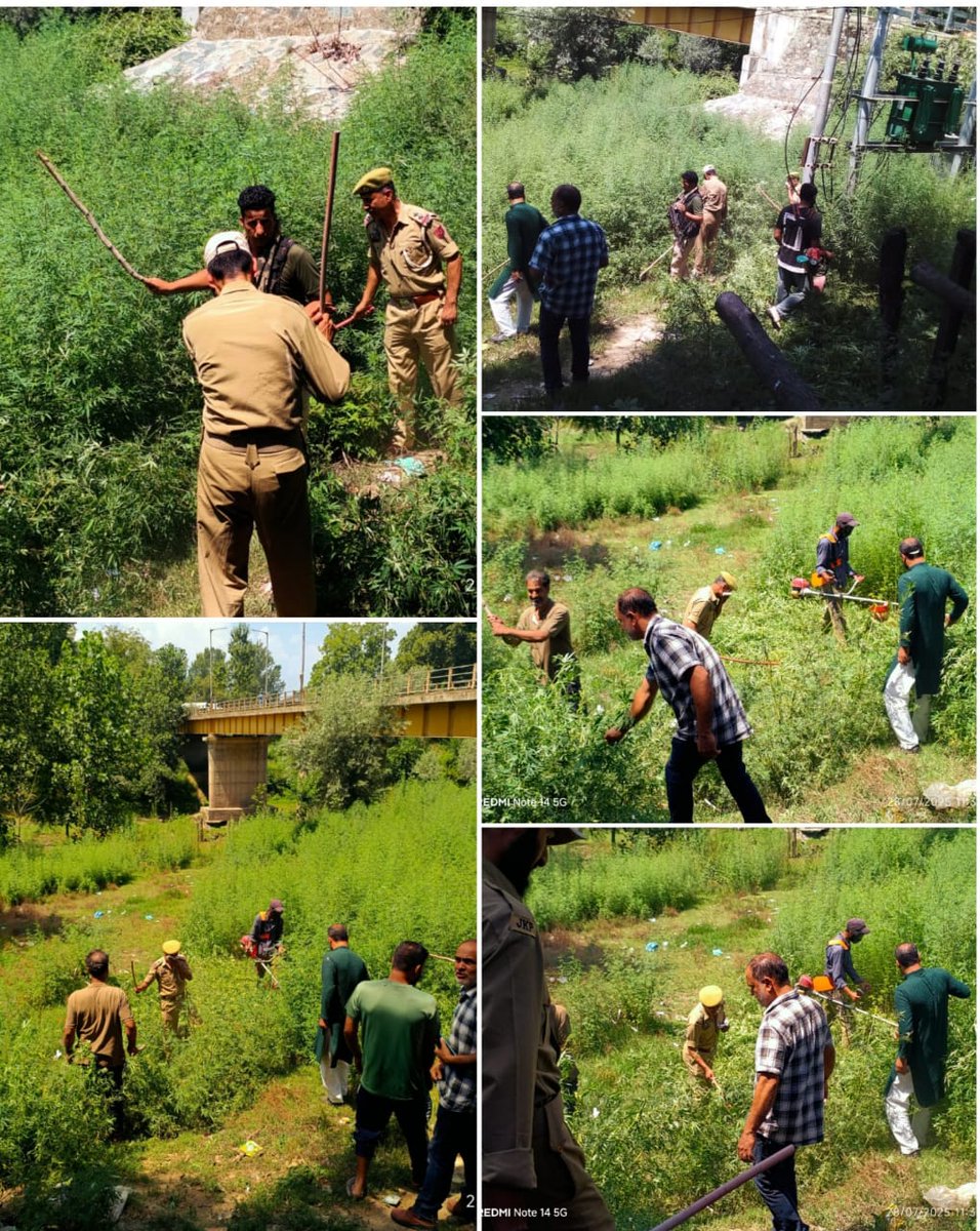 DISTRICT POLICE HANDWARA (@handwarap) on Twitter photo #HANDWARAPOLICE DESTROYS ILLEGAL BUNG IN UNISOO.
Continuing its anti-narcotics drive, Handwara Police, along with Excise Dept, Numberdars & locals, destroyed illegally cultivated bung at Unisoo.
<a href="/JmuKmrPolice/">J&K Police</a>
<a href="/KashmirPolice/">Kashmir Zone Police</a> <a href="/DIGBaramulla/">DIG of Police NKR Baramulla</a> #HANDWARAPOLICE DESTROYS ILLEGAL BUNG IN UNISOO.
Continuing its anti-narcotics drive, Handwara Police, along with Excise Dept, Numberdars & locals, destroyed illegally cultivated bung at Unisoo.
<a href="/JmuKmrPolice/">J&K Police</a>
<a href="/KashmirPolice/">Kashmir Zone Police</a> <a href="/DIGBaramulla/">DIG of Police NKR Baramulla</a>