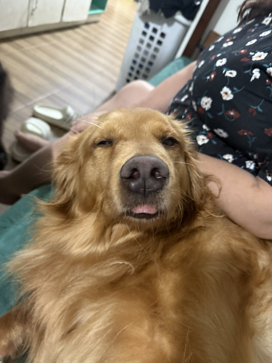 julesguiang's tweet image. Cute ng aso ko naka-blep