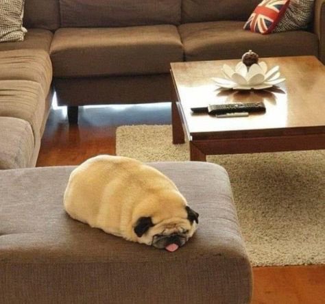 I feel like this dog today, no energy