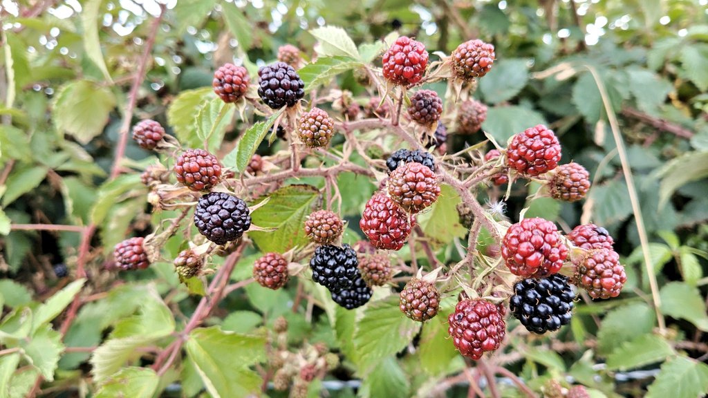 One of the great pleasures of harvest is when blackberry season lines up with combining. I'm currently playing my annual game of how many can I eat without getting the squits later on but it's an absolutely bumper year for them 😀. Also assuming HMRC haven't put a tax on them yet