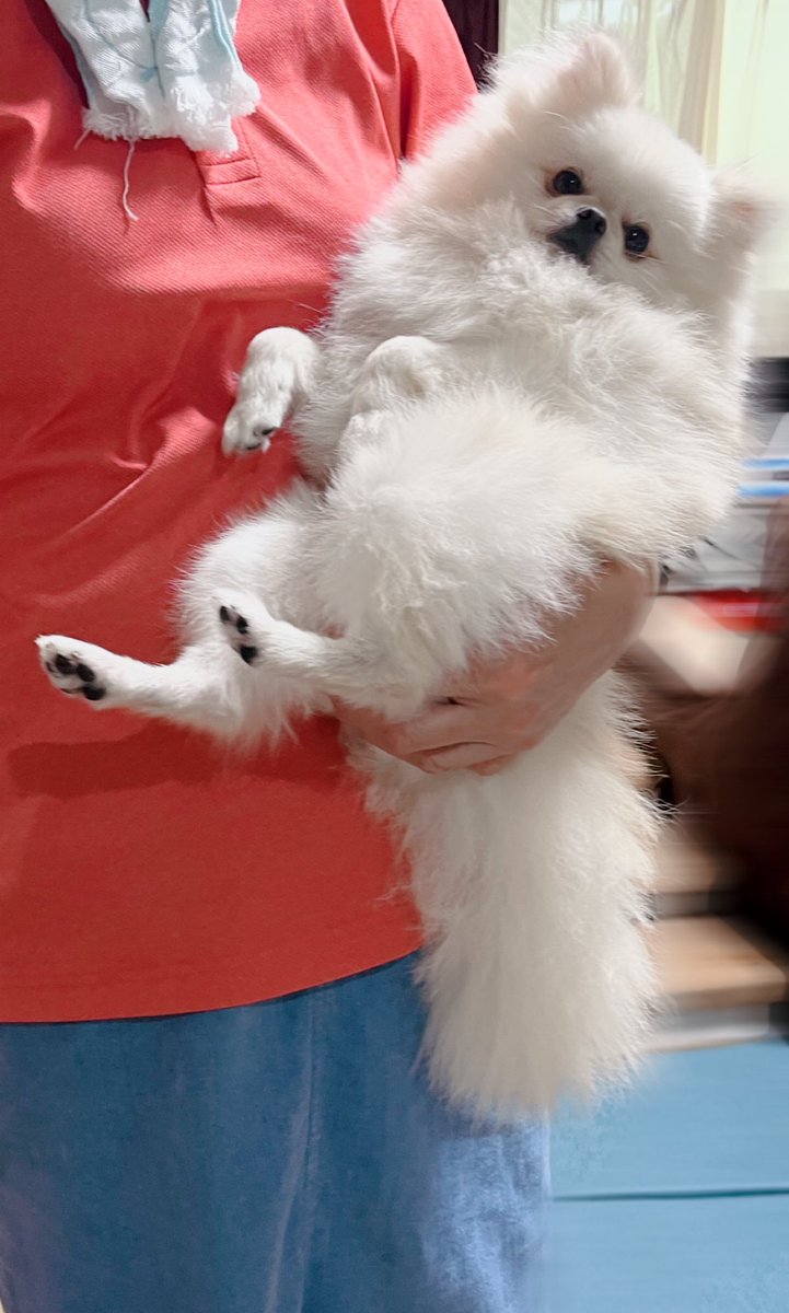 うちのポメラニアン、もしかしてキツネかもしれないな……(しっぽ)
#ポメラニアン