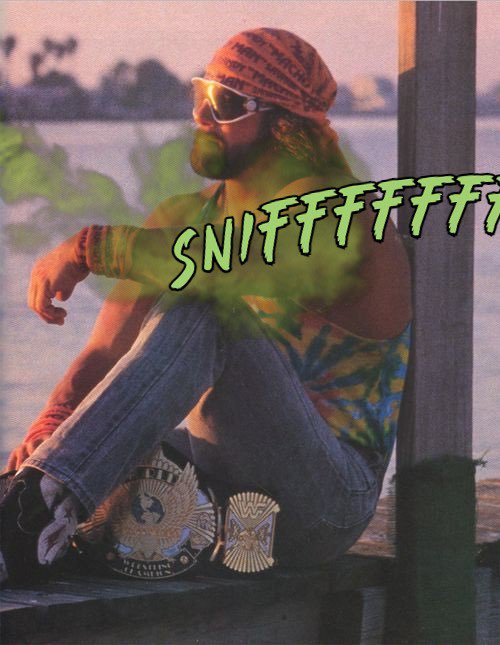 snifftoken's tweet image. good morning sniffers