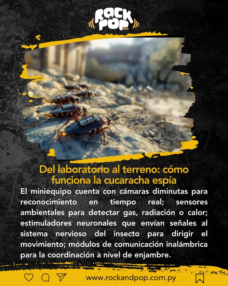 LO MÁS DESTACADO DE R&amp;P ⚡️

#Innovación💡: Quieren usar cucarachas🪳 como herramientas de vigilancia📡

🌐Lee más en: rockandpop.com.py

#RockandPop 🎸
#955FM ⚡