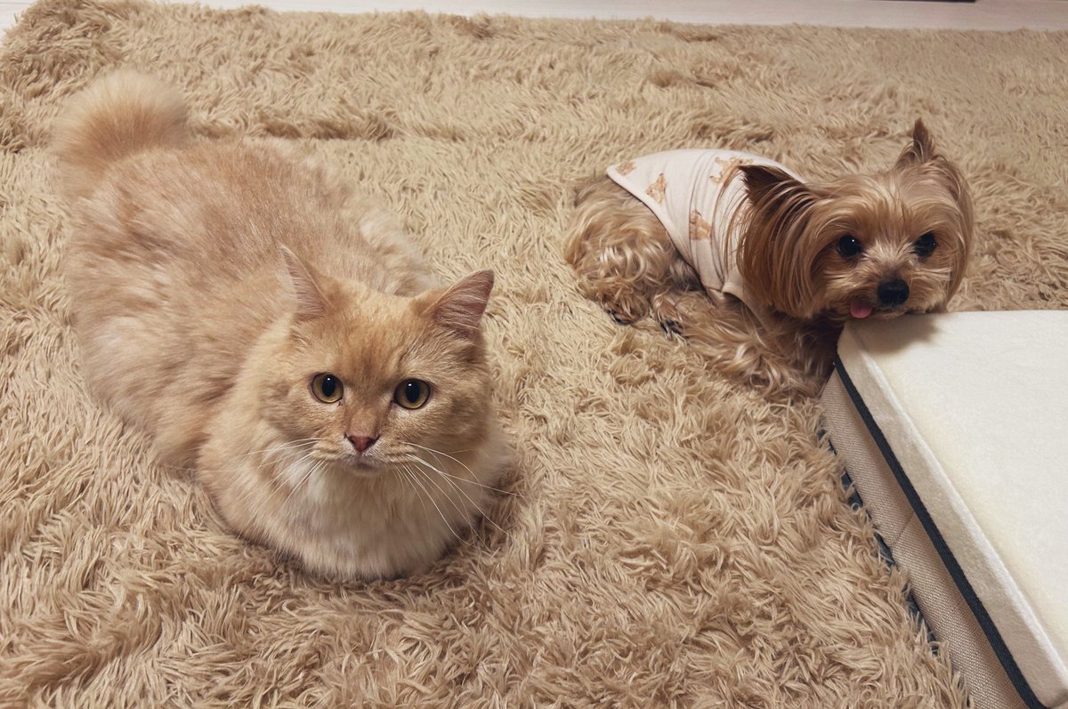 新しいラグと色が同化している🐱🐶